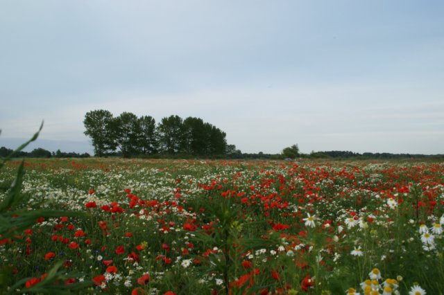 bajkowepola.jpg
