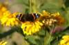 motyl_small.jpg