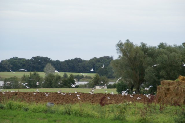pomocnicyprzyniwach.jpg
